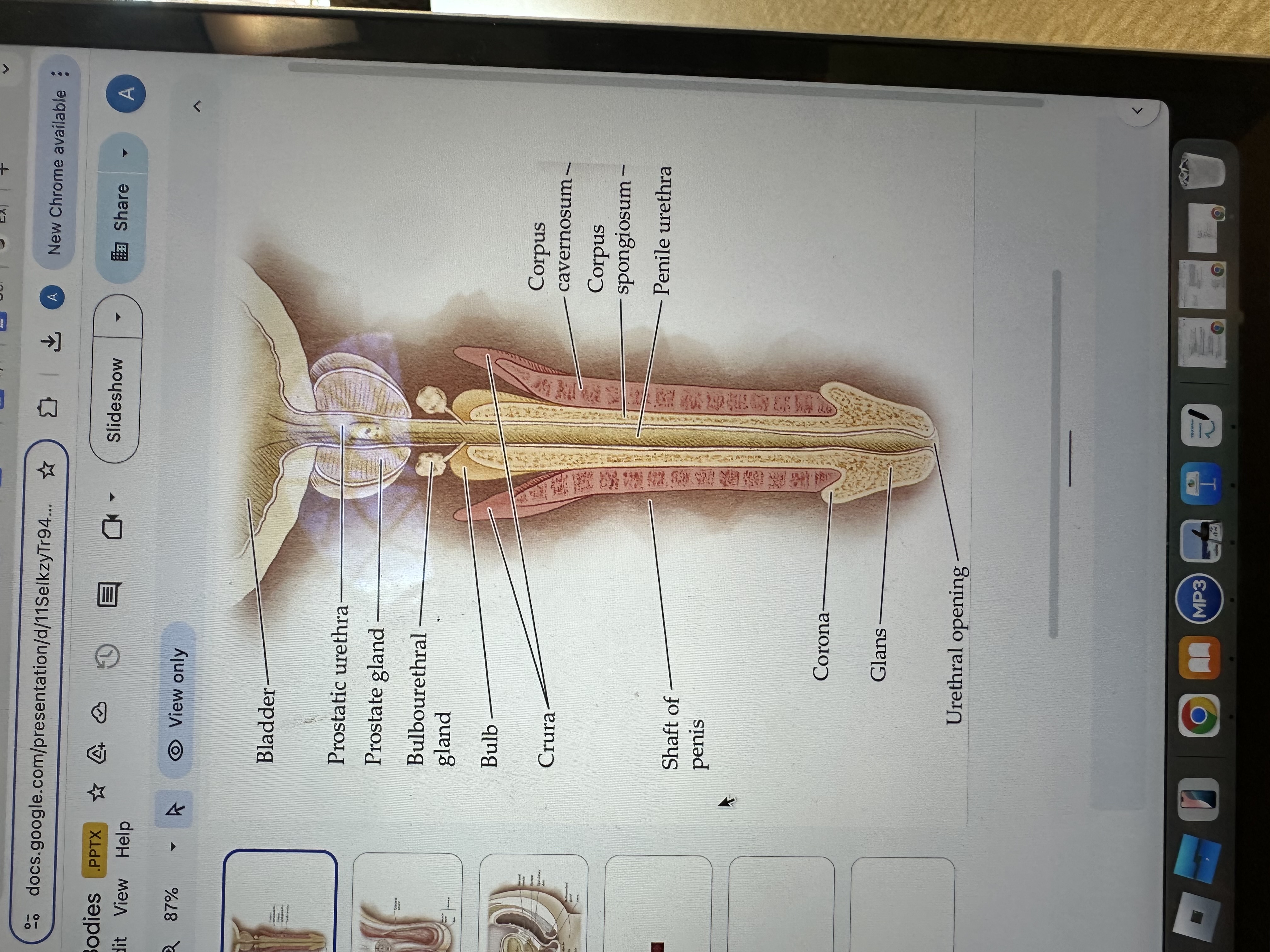 <p>The urethral opening is the external opening through which urine and semen exit the body, located at the tip of the penis.</p>