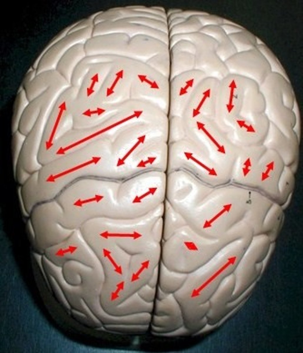 <p>Elevated folds of cortex</p>