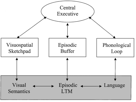 <p><span style="background-color: transparent; font-family: &quot;Times New Roman&quot;, serif;"><strong>Components of Working Memory Model&nbsp;</strong></span></p><ol><li><p><span style="font-family: &quot;Times New Roman&quot;, serif;"><strong>Central Executive</strong></span></p></li><li><p><span style="font-family: &quot;Times New Roman&quot;, serif;"><strong>Visuospatial Sketchpad</strong></span></p></li><li><p><span style="font-family: &quot;Times New Roman&quot;, serif;"><strong>Phonological Loop</strong>:</span></p></li><li><p><span style="font-family: &quot;Times New Roman&quot;, serif;"><strong>Episodic Buffer</strong></span></p></li></ol><p><span style="background-color: transparent; font-family: &quot;Times New Roman&quot;, serif;"><strong>Evidence for Baddeley &amp; Hitch's Model (1974)&nbsp;</strong></span></p><p><span style="background-color: transparent; font-family: &quot;Times New Roman&quot;, serif;"><strong>Phonological Loop Evidence</strong>:&nbsp;</span></p><ul><li><p><span style="font-family: &quot;Times New Roman&quot;, serif;"><strong>Acoustic Similarity Effect</strong>: People are prone to confuse similar-sounding stimuli</span></p><ul><li><p><span style="font-family: &quot;Times New Roman&quot;, serif;"><strong>Articulatory Vocal Suppression Effect</strong>&nbsp;</span></p></li></ul></li><li><p><span style="font-family: &quot;Times New Roman&quot;, serif;"><strong>Word Length Effect</strong></span></p></li></ul><p><span style="background-color: transparent; font-family: &quot;Times New Roman&quot;, serif;"><strong>Further Evidence for Baddeley &amp; Hitch's Model&nbsp;</strong></span></p><p><span style="font-family: &quot;Times New Roman&quot;, serif;"><strong>Visuospatial Sketchpad Evidence</strong>: Individuals can effectively multitask using a phonological and a visuospatial task simultaneously, but they struggle when tasked with two visuospatial tasks simultaneously as shown in studies by Baddeley (1999).&nbsp;</span></p><p><span style="background-color: transparent; font-family: &quot;Times New Roman&quot;, serif;"><strong>Central Executive Evidence</strong></span></p><ul><li><p><span style="font-family: &quot;Times New Roman&quot;, serif;"><strong>Disexecutive Syndrome</strong>: This syndrome is related to frontal lobe damage, leading to impaired organization, planning, and increased distractibility, while other aspects of working memory remain intact.&nbsp;</span></p></li></ul><p></p>