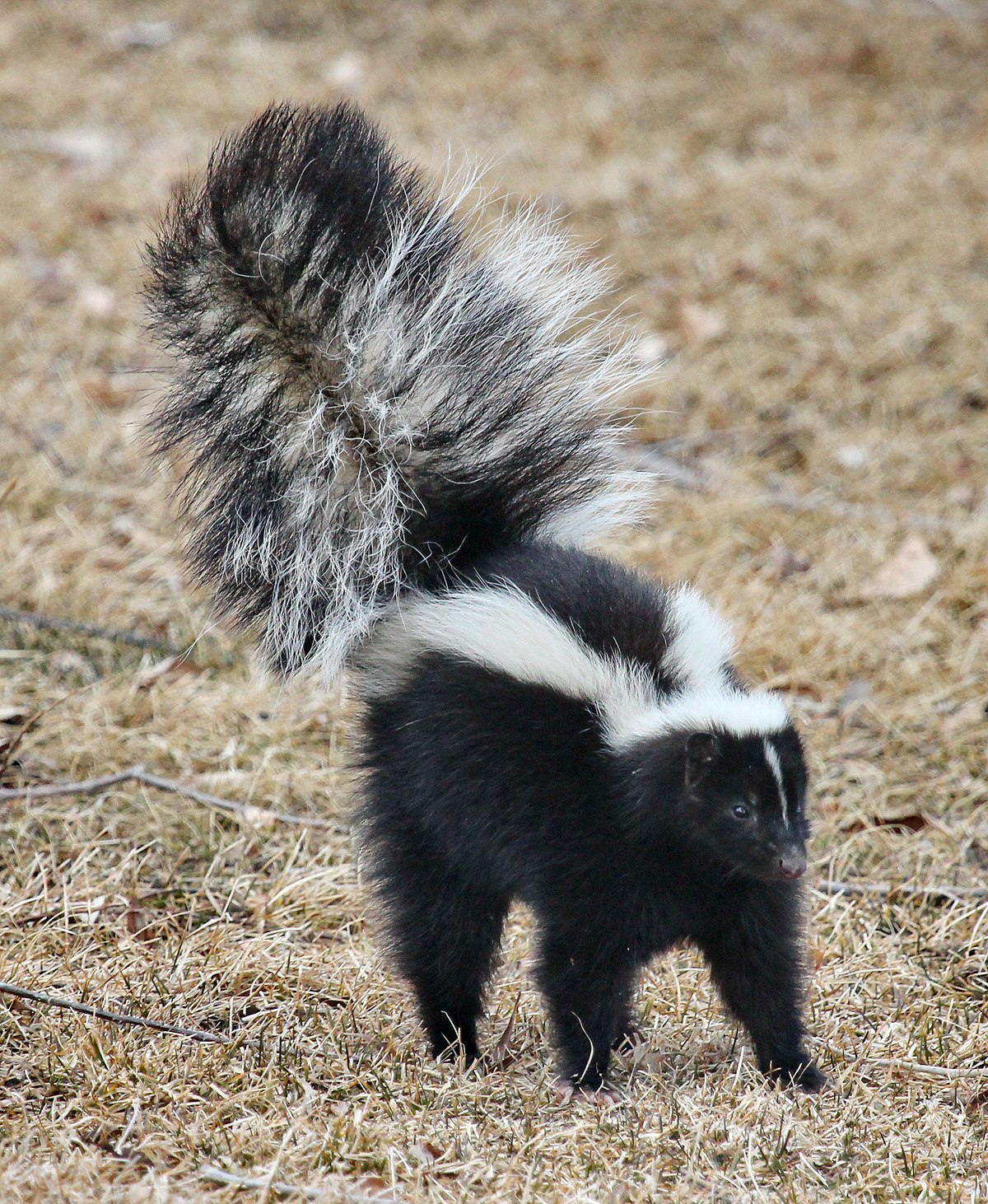 <ul><li><p>striped skunk</p></li><li><p>black coat with white stripe</p></li></ul><p></p>