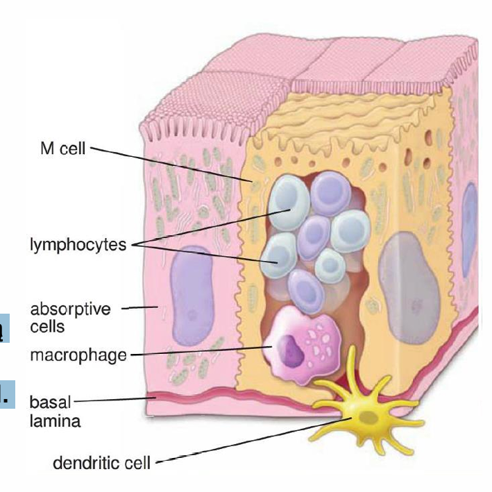 <p>Mają Mikrofałdy na powierzchni szczytowej, leżą w nabłonku nad grudkami limfatycznymi i kępkami Peyera. Pobierają antygeny, a także bakterie, wirusy i jednokomórkowe pasożyty drogą endocytozy. Wchłonięte cząsteczki przenoszone są drogą transcytozy do makrofagów i limfocytów lamina propria, które są zlokalizowane we wpukleniach podstawnej części błony komórek M. Makrofagi i kk. dendrytyczne lamina propria „obrabiają antygeny”, co zapoczątkowuje systemową odpowiedź ig</p>