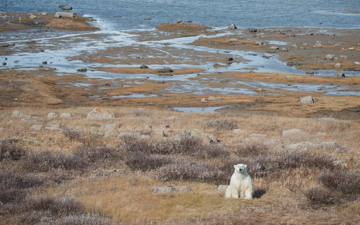 <p>Polar Bear Provincial Park w Kanadzie</p>