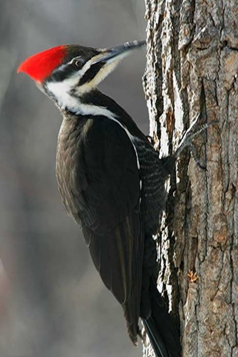 <p>Large, red crest, red malar strip; Old coniferous forests with large dead trees</p>