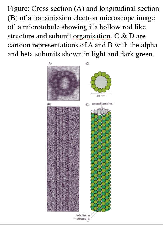 <p>Long, relatively stiff <strong>hollow tubes</strong></p><p><strong>20-25nm in diameter</strong></p><p>Can be<strong> rapidly dissembled and reassembled </strong></p><p><strong>There is a + and - end </strong></p><p><span>The polymer rod is built from <strong>monomers of tubulin.</strong></span></p><p><span> There are <strong>13 polymer rods</strong> seen in cross-section of a microtubule.</span></p><p><span> Tubulin “monomer” consists of one molecule of <strong>a-tubulin</strong> and one of <strong>b-tubulin</strong> (each of these is a different protein encoded by a different tubulin gene)</span></p>