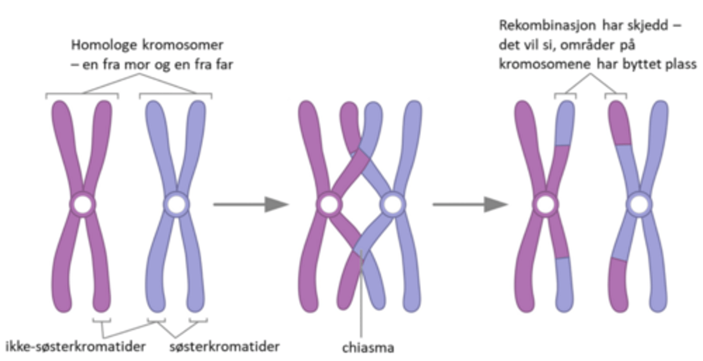<p>Homologe kromosomer legger seg inntil hverandre (i profase 1). DNA-biter løsner på samme sted i to søsterkromatider --> bytte plass- Gir nye kombinasjoner av homologe kromosomer og økt genetisk variasjon hos kjønnscellene. 46 kromosomer (23 par ) --> 23^2 kombinasjoner.</p>