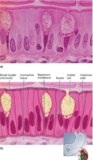 <p>Single layer of tall, narrow cells; oval or sausage shaped nuclei, vertically oriented, usually in basal half of cell; often shows a brush border of microvilli; ciliated in some organs; may possess goblet cells</p>