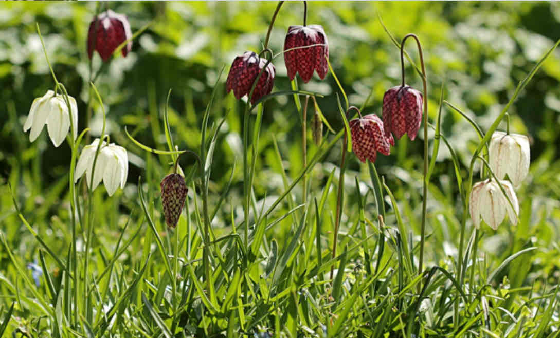 <p><span>Fritillaria meleagris</span></p><p><span>Guinea Hen Flower</span></p>