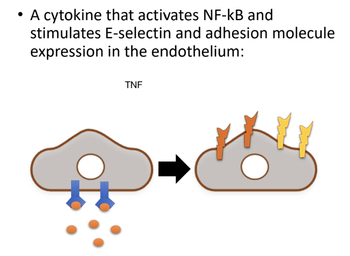<p><strong>TNF α is the cytokine that activates NF-κB</strong></p>