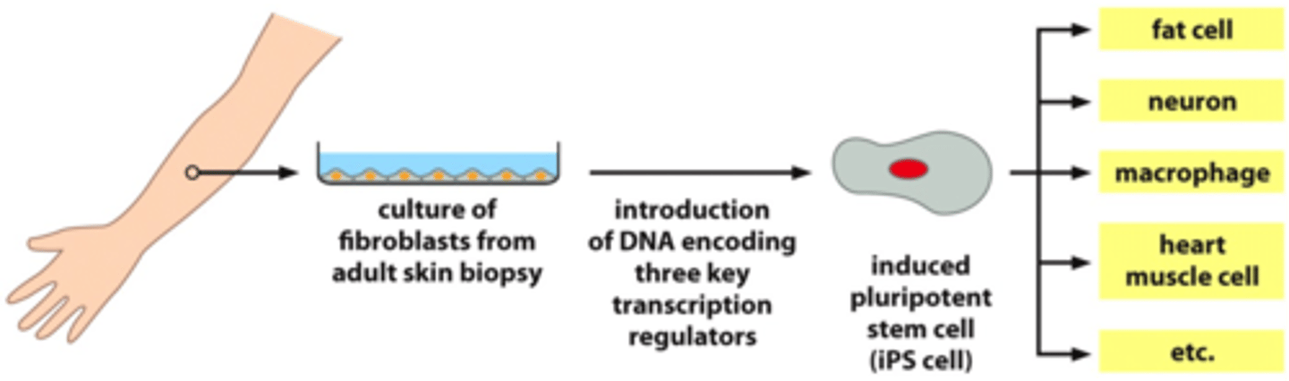 <p>-Genetic match to patient</p><p>-Pluripotent stem cells created by reversing the differentiation of a non-pluripotent cell</p><p>-Virtually identical to embryonic stem cells</p><p>-Avoid the need to destroy embryos</p>