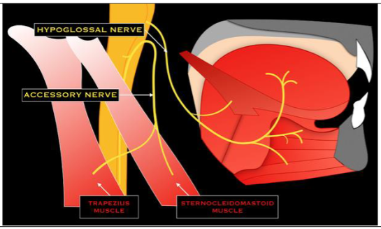<ul><li><p>hypoglossal</p></li><li><p>primarily motor</p></li><li><p>innervates muscles of the tongue</p></li></ul><p></p>
