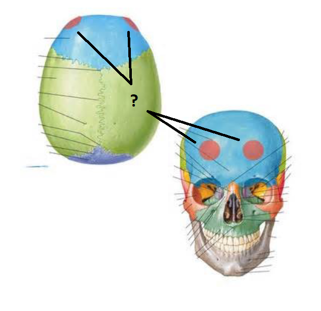 <p>Which frontal bone marking is this? (2)</p>