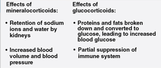 <p>a family of steroids produced and secreted by the adrenal cortex in response to stressful situations (ex: low blood sugar, decreased blood volume and pressure, and shock)</p><ul><li><p>glucocorticoids - influence glucose metabolism and the immune system (ex: cortisol)</p></li><li><p>mineralocorticoids - affect salt and water balance (ex: aldosterone)</p></li></ul><p></p>