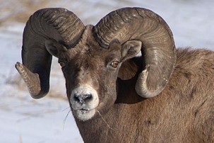 <p>Desert bighorn sheep </p>