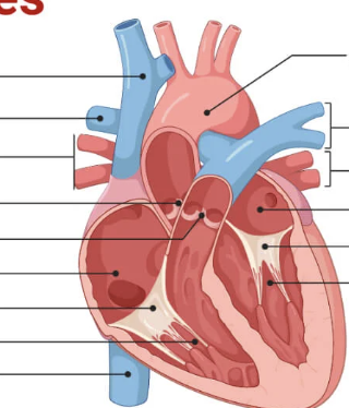 <p>left ventricle flows into aorta</p>