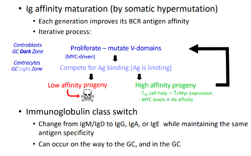 <p>-intense antigen-driven B cell proliferation</p>