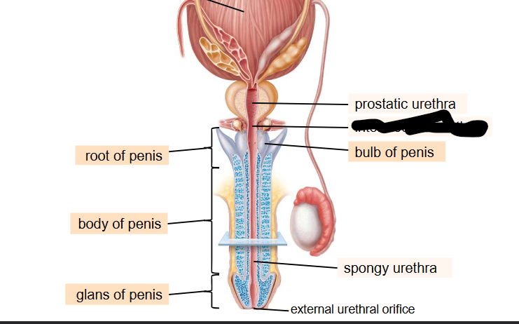 <p>What is this within the Penis?</p>