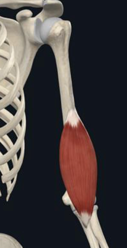 <p>What is the muscle action of the brachialis?</p>