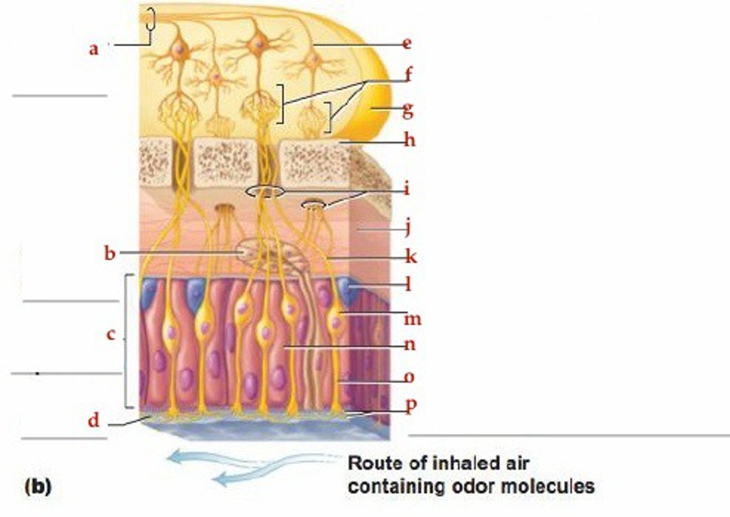 <p>N</p><p>Columnar cells that surround and support the olfactory sensory neurons</p>