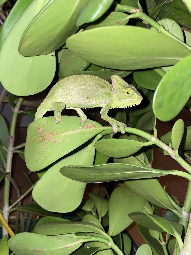 <p>Veiled Chameleon, native to Yemen and SW Saudi Arabia, live in W FL, prefer dry areas, prehensile tail, zygodactylous feet</p>