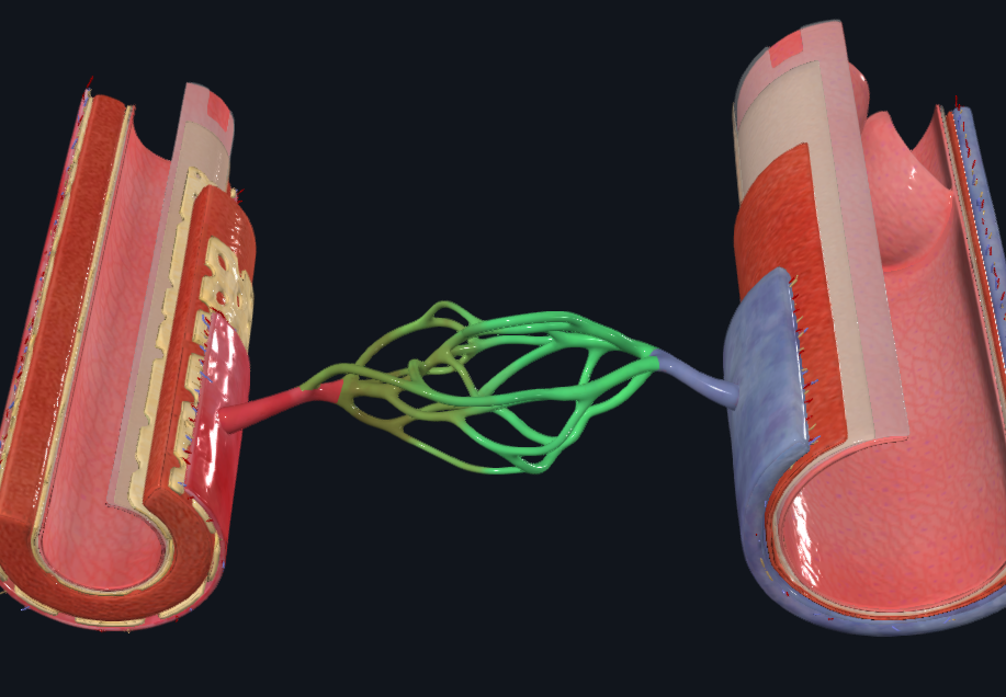 <ul><li><p>Localizado en el espacio intersticial</p></li></ul><p>Red de vasos de pequeño calibre (capilares) donde ocurre el intercambio entre sangre y tejidos, que conecta la circulación arterial con la venosa.</p>