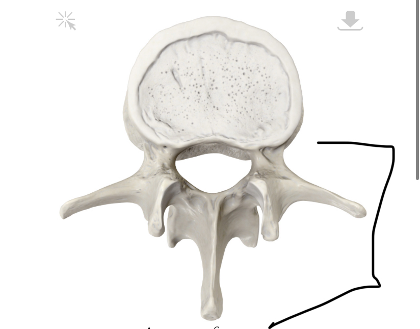 <p>Hoe heet dit deel?</p>