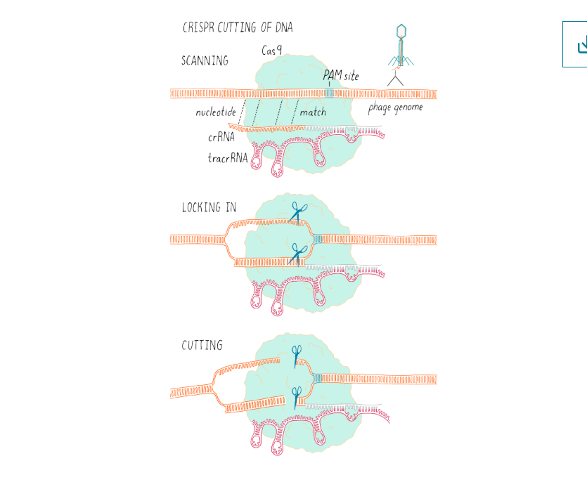 <p>What occurs during interference of CRISPR?</p>