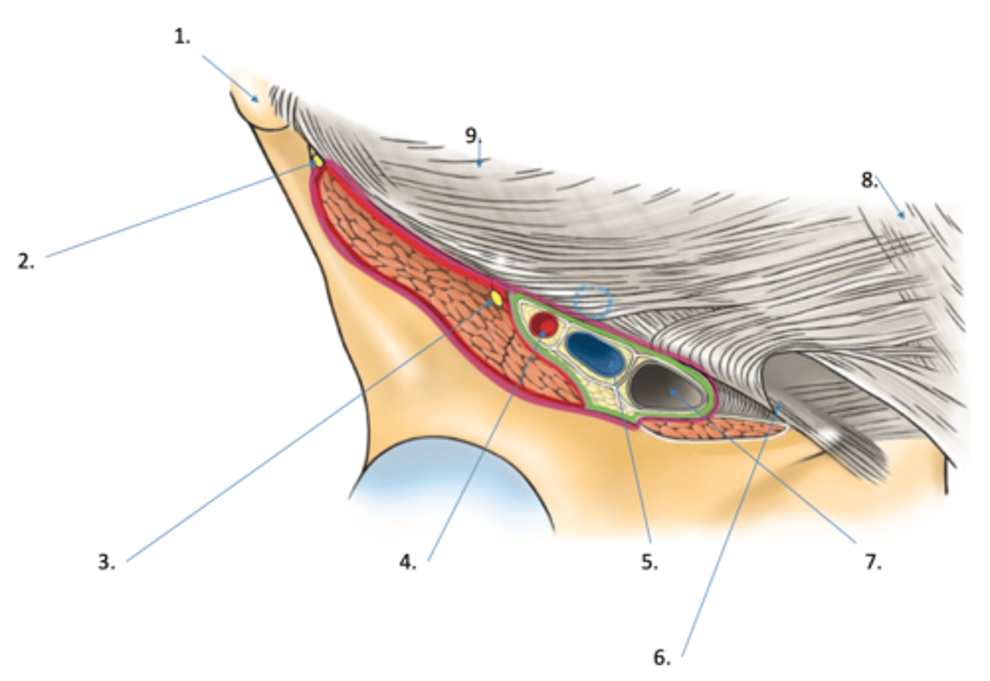 <p>#5</p>