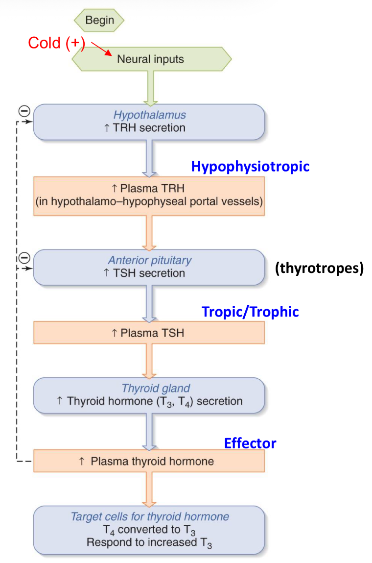 <p>3 hormones:</p><ul><li><p>TRH</p></li><li><p>TSH</p></li><li><p>thyroid hormone (T3 & T4)</p></li></ul><p></p>