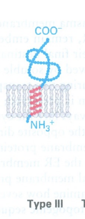 <p>its like type 1 but the hydrophobic sequence is very early on so most of it doesnt go through </p>