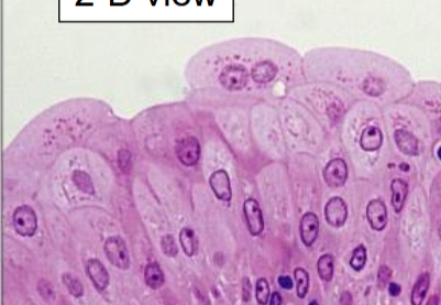 <p>Type of tissue</p>