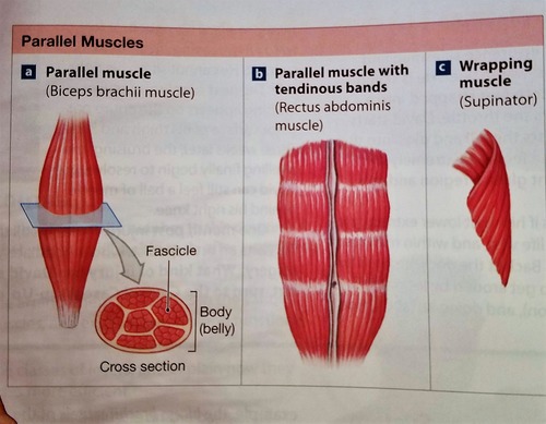 <p><span style="font-family: Google Sans, Roboto, arial, sans-serif">A muscle with a common point of attachment, with fascicles running parallel to each other. </span>Ex. Rectus abdominis </p>