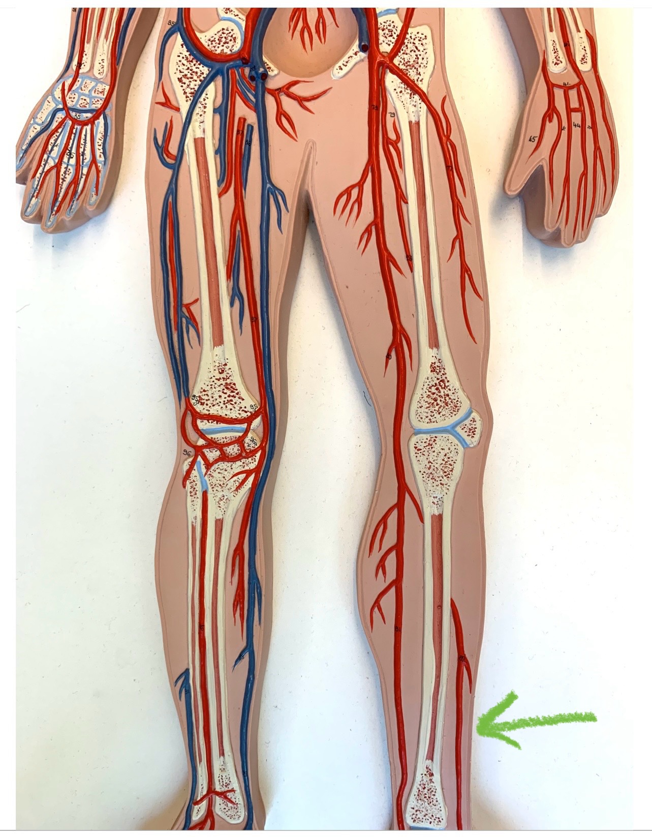 knowt flashcard image