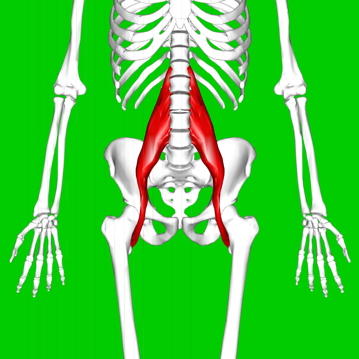 <p>A muscle that flexes the thigh and lumbar vertebrae, originating from the inner hip.</p>
