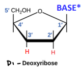 <p>Cannot add anything to the 3’ carbon</p>