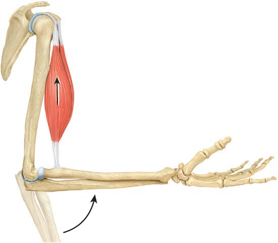 <ul><li><p>When skeletal muscles activate, they <strong>generate a force that pulls on bones</strong>, creating the capacity to move joints</p></li><li><p>The picture shows the biceps brachii muscle contracting to pull on the radius and flex the elbow joint</p></li></ul><p></p>