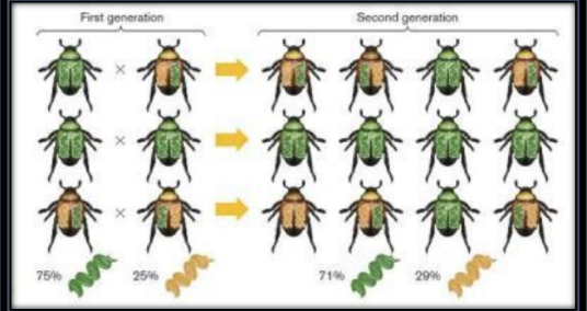 <p>Allele frequency; <u>small scale</u>; populations</p>