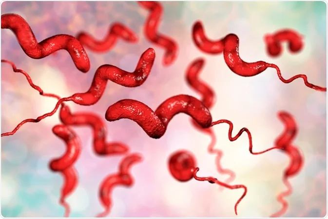 <p>the bacteria campylobacter jejuni</p>