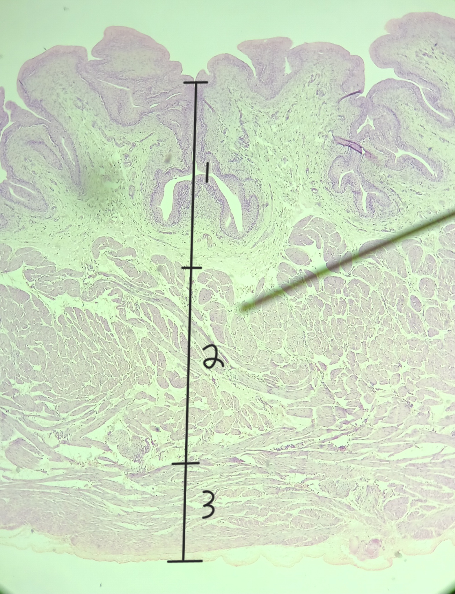 <p>1</p>