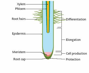 <p>zone of protection, meristematic zone, zone of elongation, zone of differentiation</p>