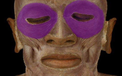 <p>circular muscle around eye, winking muscle</p>