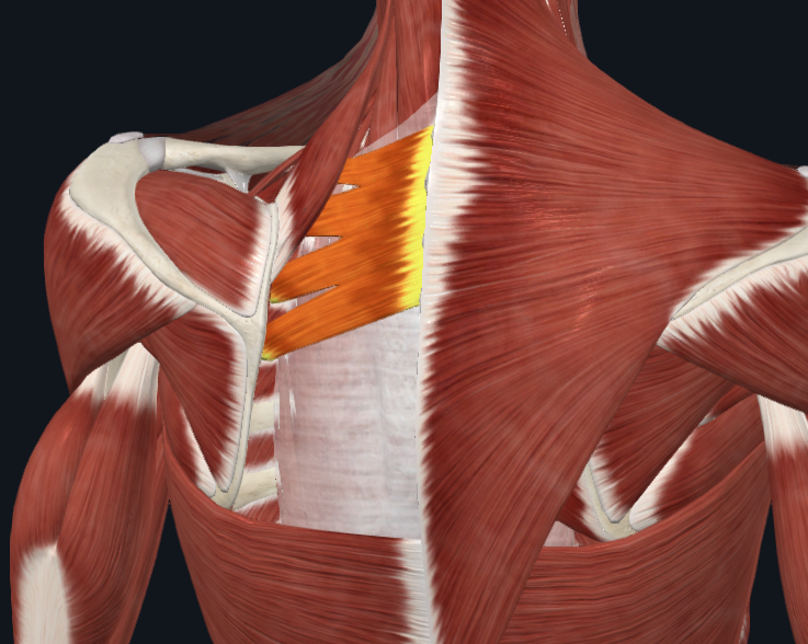 <p>What muscle is this</p>