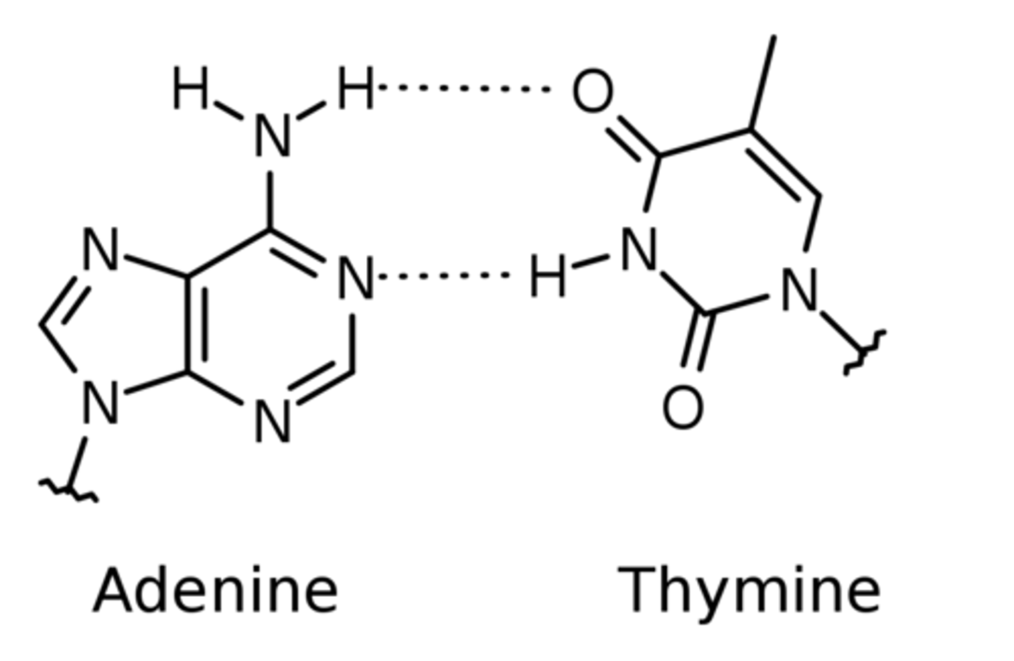 <p>adenine</p>