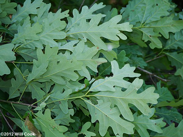 White Oak:

Lobed, rounded leaves, acorns