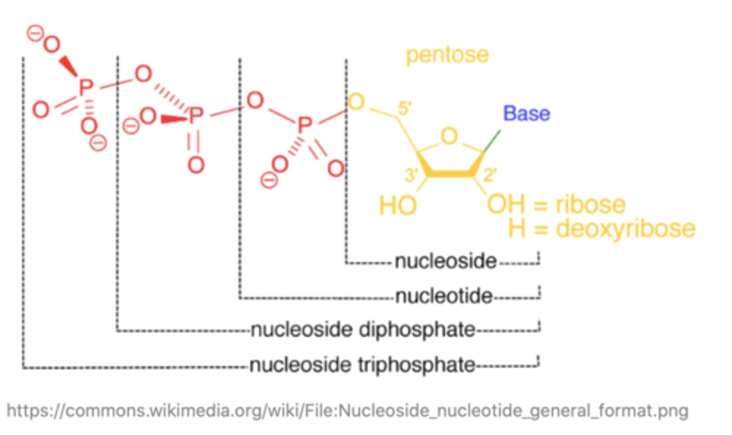 <p>ribose; adenine</p>