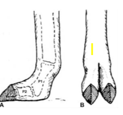 <ul><li><p>camelids bear weight on both P2 and P3 </p><ul><li><p>compared with most large animal species weight bear on P3</p></li></ul></li><li><p>no navicular bone</p></li><li><p>claw covers the distal phalanx and is not weight bearing but used for propusion and traction. </p></li><li><p>the digital cushion supports P2 and P3 </p></li></ul>