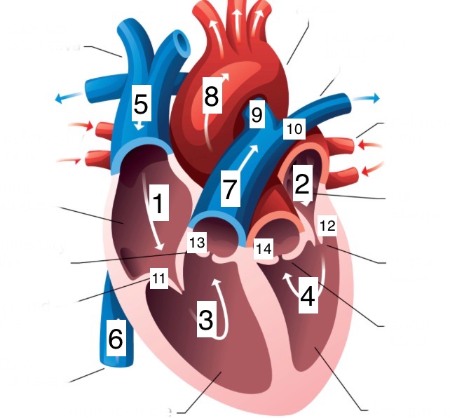 <p>13</p>