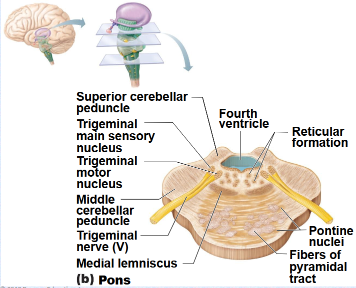 <p>(Breathing)&nbsp;</p>