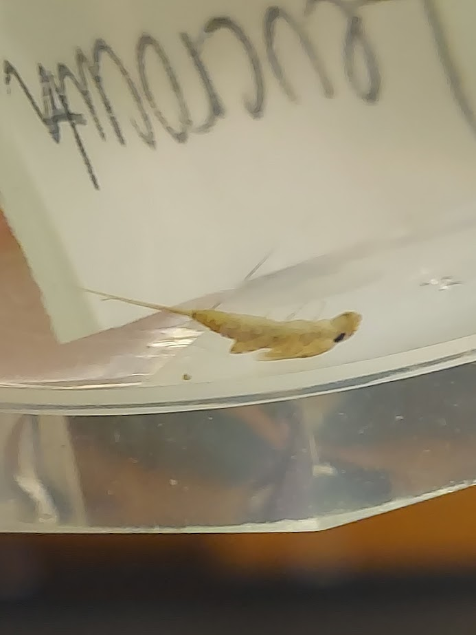 <p>Gills on abdominal segments 2-5 usually plate like, with basal gill tufts or flaps</p><p>Usually mottled yellow pattern</p><p>Very flat heads with horizontal orientation</p><p>Very flat bodies with outspread legs</p>