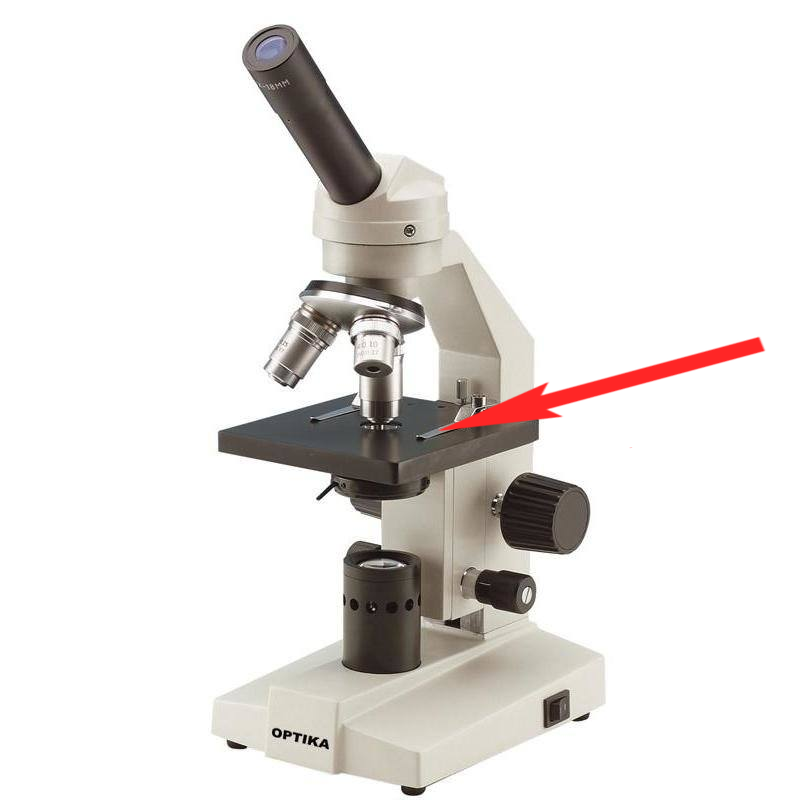 <p>Where is this in the microscope?</p>