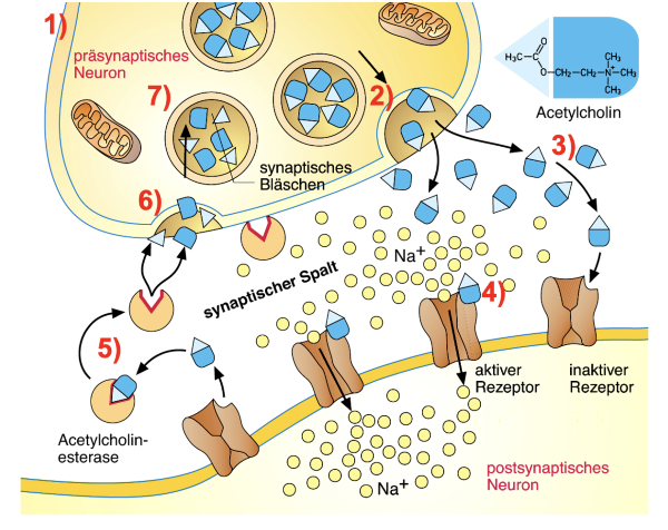 <p>erregende synapse Synapse Detail Beschreibung</p>